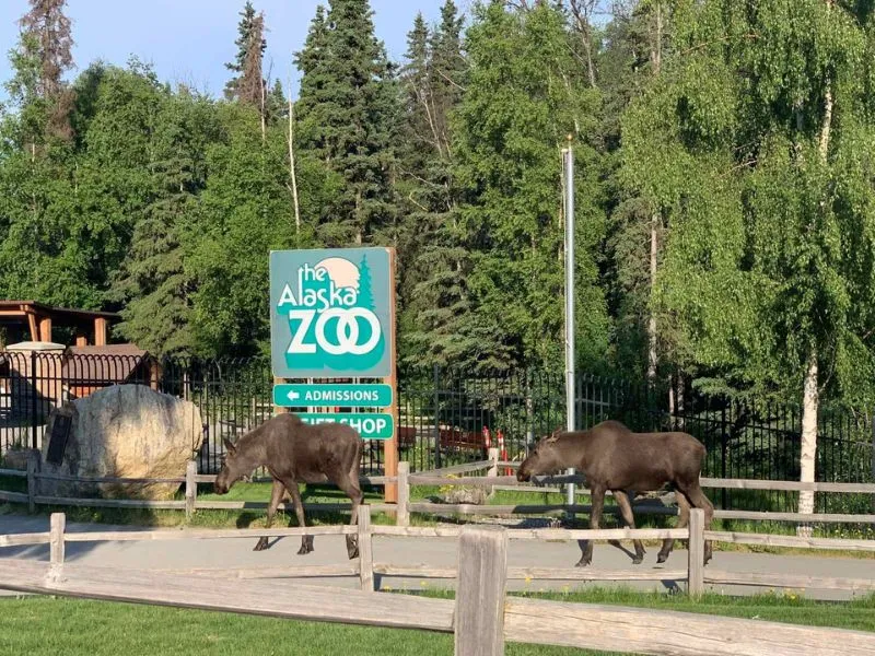 Anchorage, ghé thăm thành phố thú vị bật nhất Alaska