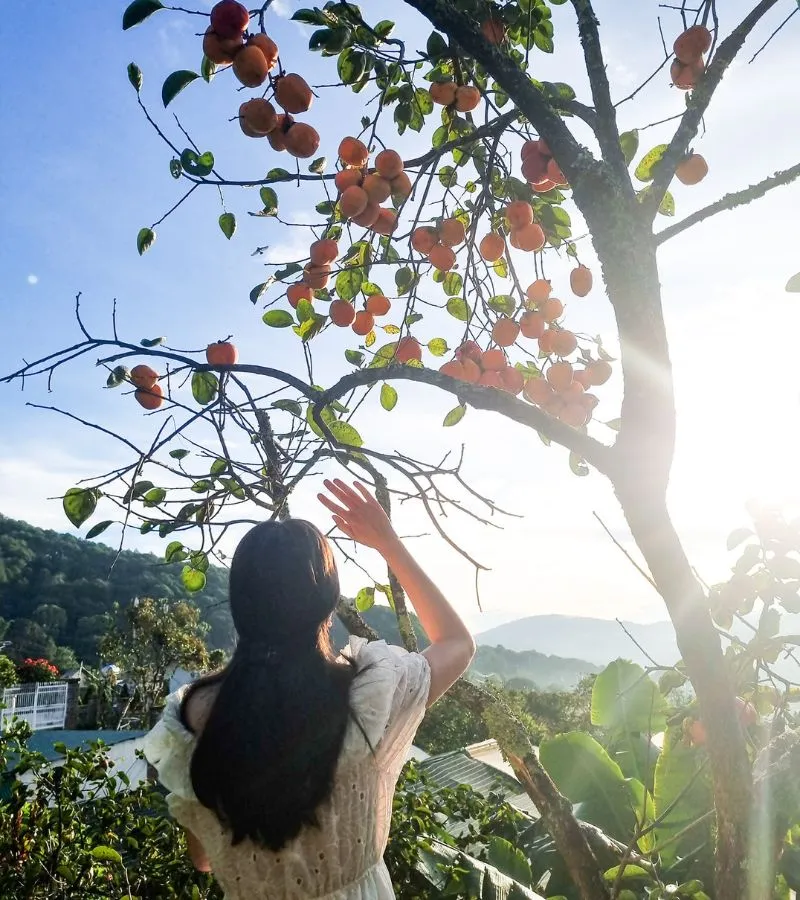 Có một mùa hồng Đà Lạt đẹp dịu dàng dưới đất trời cuối thu