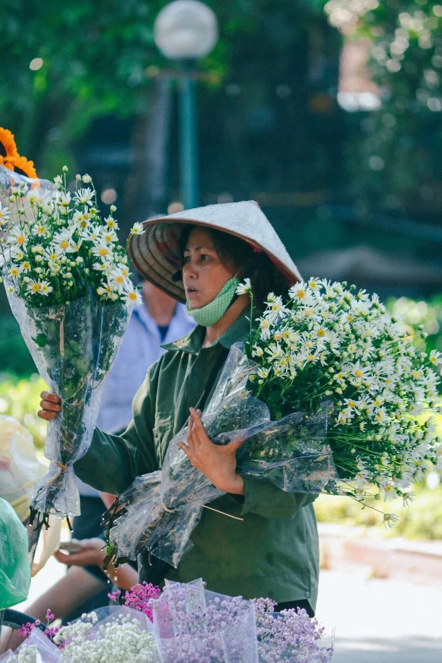 Cúc họa mi Hà Nội, vẻ đẹp thanh tao đậm chất thủ đô