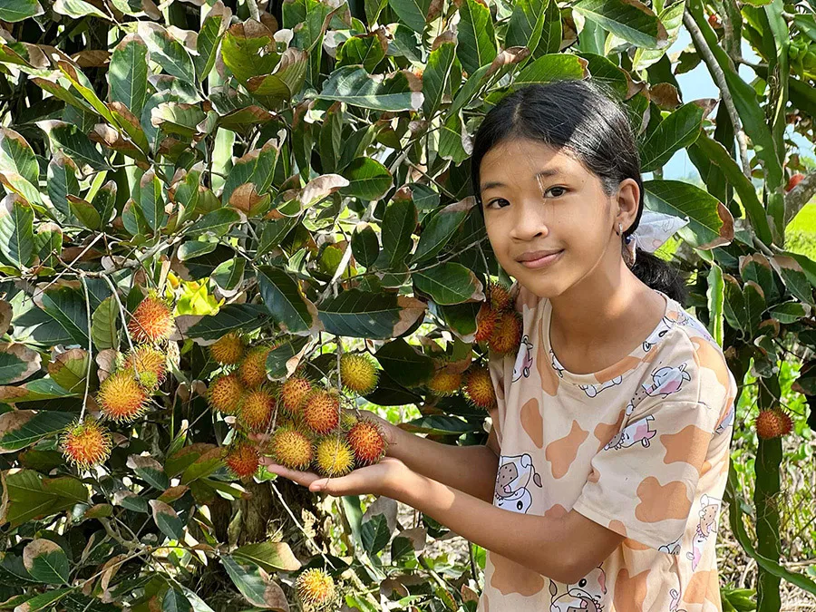 Ghé thăm vườn chôm chôm Chú Hai Thận với những trải nghiệm đáng nhớ