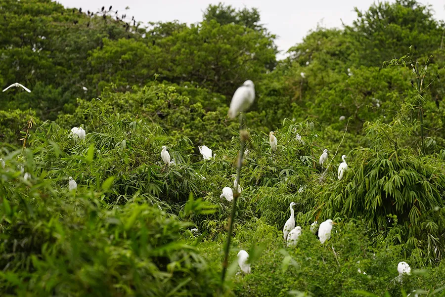 Ghé thăm Vườn cò Tân Long khám phá thiên nhiên thanh bình, trù phú