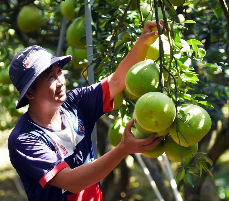 Làng bưởi Tân Triều với đặc sản nức tiếng đất Đồng Nai