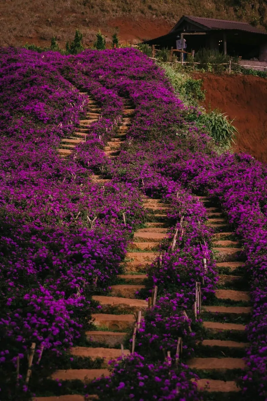 Lavender Túi Thương Nhớ, không gian ngập tràn sắc tím lãng mạn, an yên