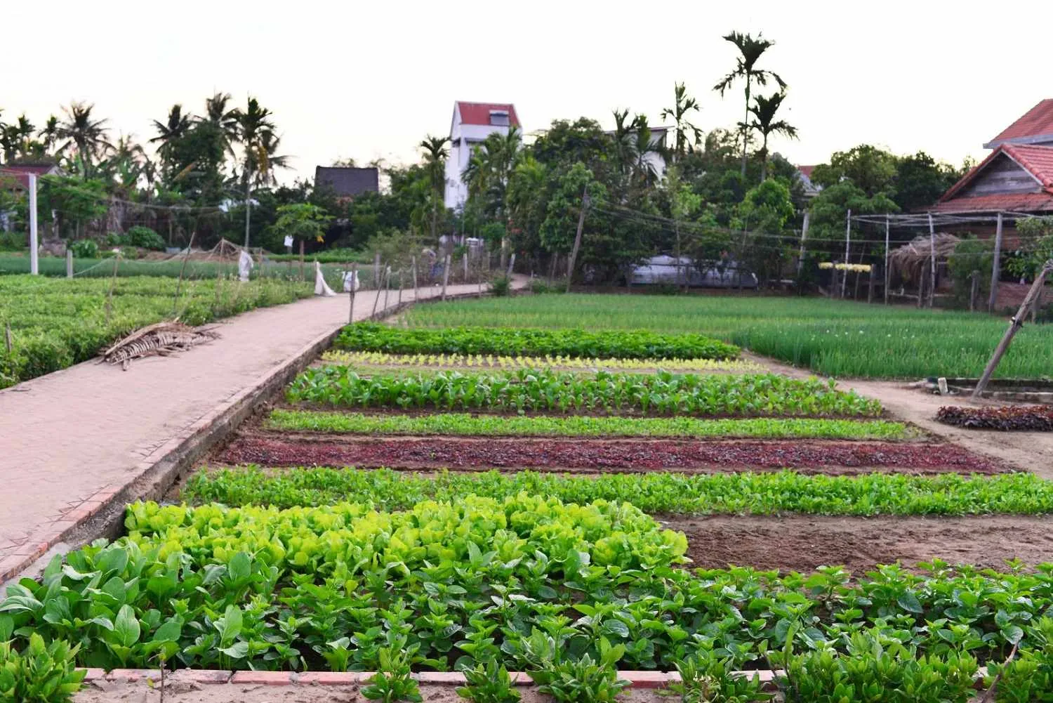 Lịch trình nửa ngày khám phá Hội An với những trải nghiệm mới toanh