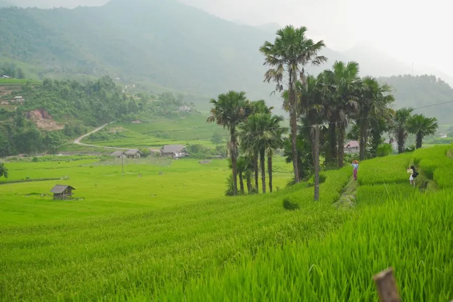 Sapa tháng 7 đẹp ngẩn ngơ cùng mùa lúa Nậm Cang bao quanh bản làng