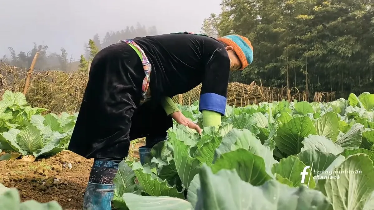 Thử một ngày làm thanh niên vùng cao cùng Chan La Cà tại Sapa