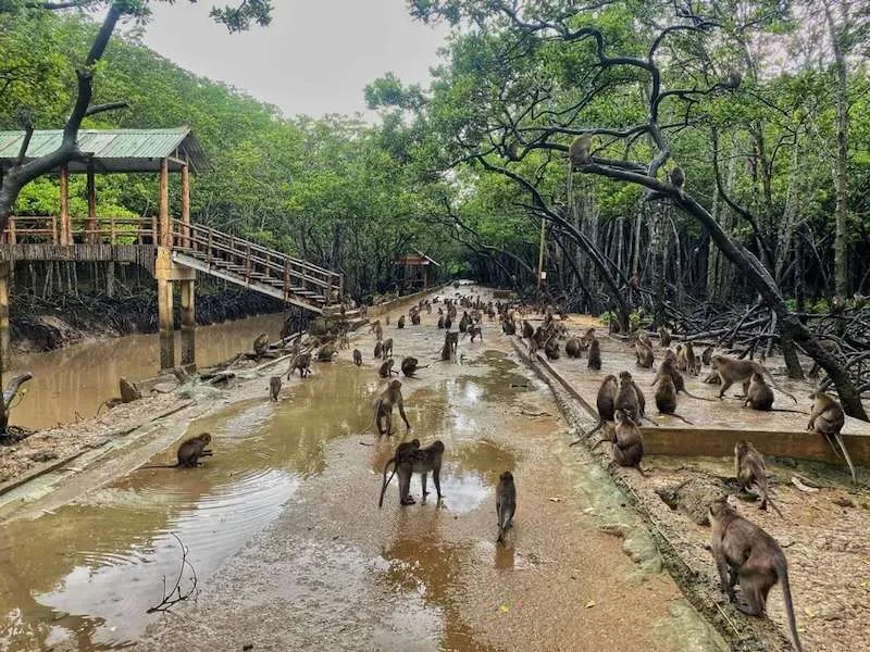 10 tọa độ du lịch Cần Giờ được lòng hội đam mê xê dịch