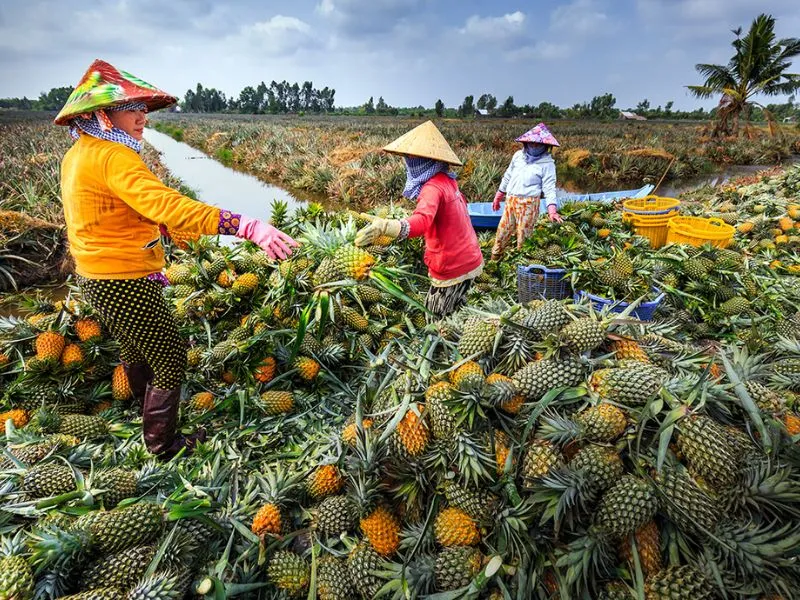 12 Đặc sản Hậu Giang ăn vào là thèm mà bạn nên thử