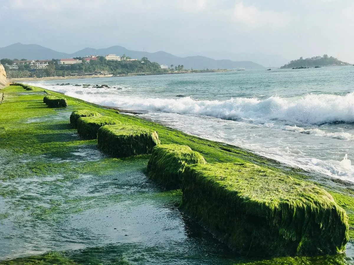 Bãi rêu Nha Trang – Khám phá vẻ đẹp đầy mê hoặc mà thiên nhiên ban tặng