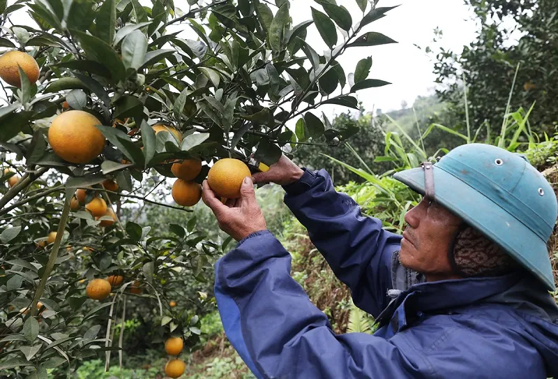 Cam Cao Phong ngon ngọt đặc sản nức tiếng đất Hòa Bình