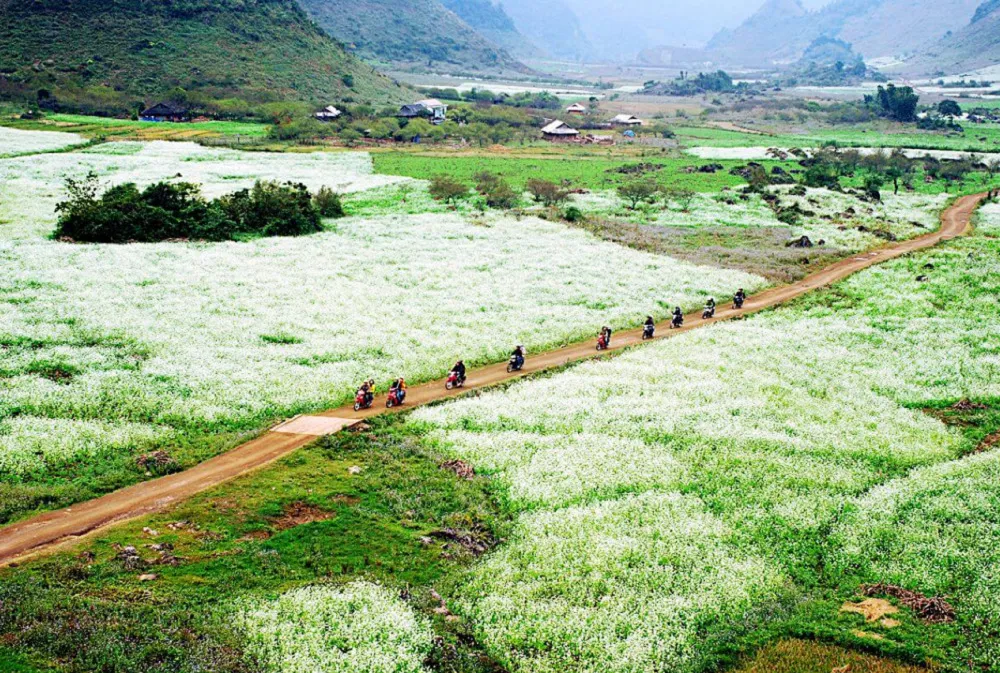 Cánh đồng cải Mộc Châu – Mê mẫn với sắc trắng tinh khôi mỗi mùa hoa cải