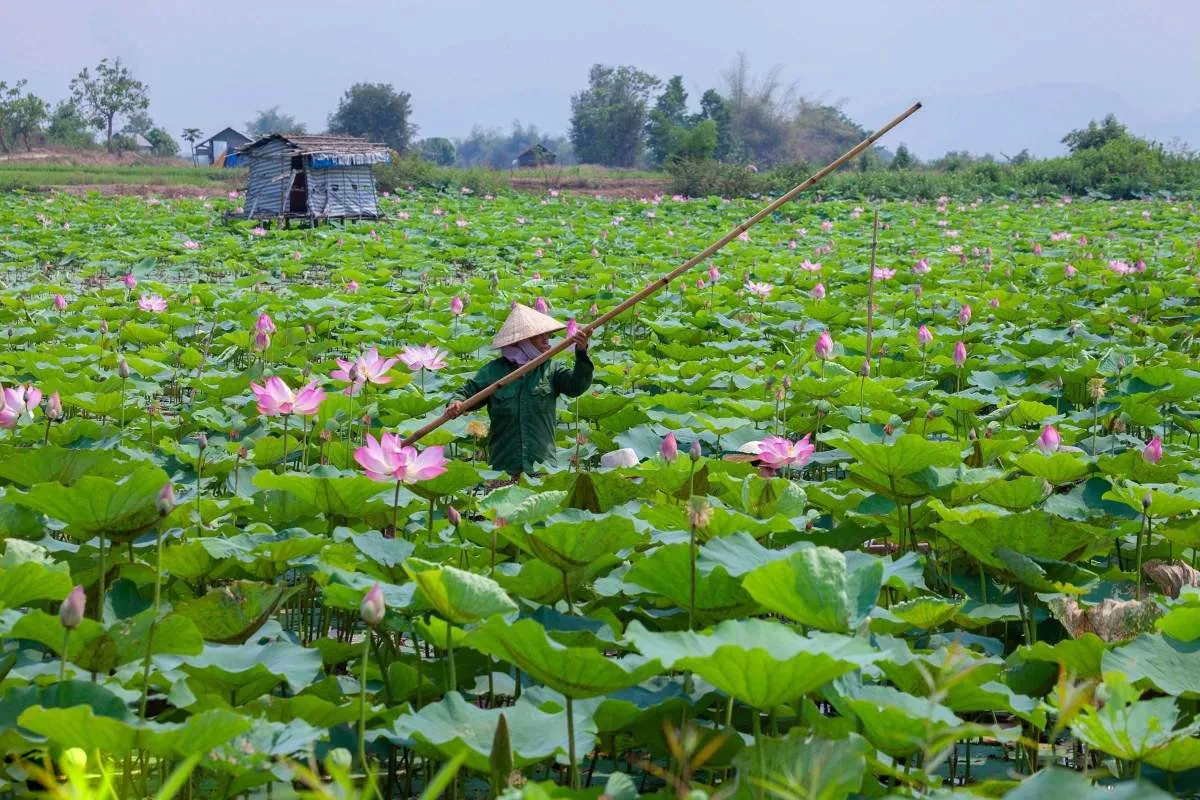 Cánh đồng sen Phú Thiện và vẻ đẹp ngây ngất lòng người