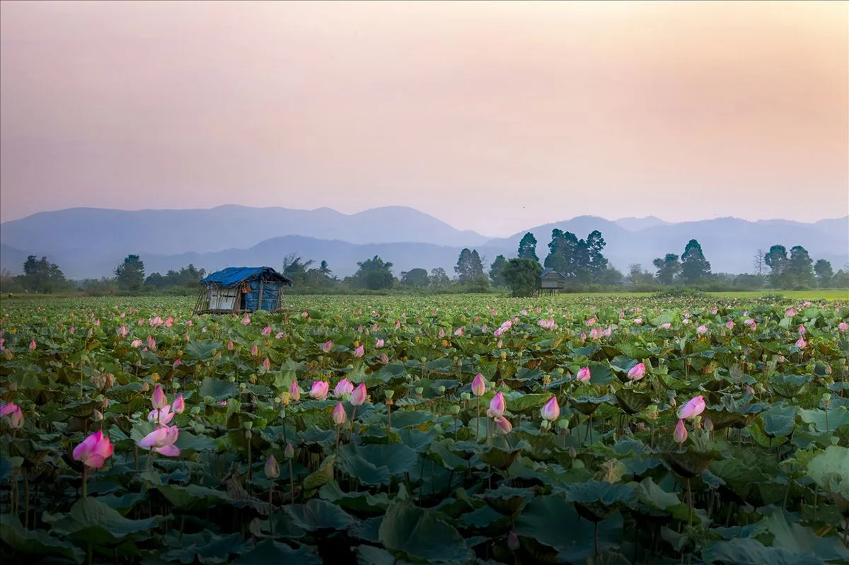 Cánh đồng sen Phú Thiện và vẻ đẹp ngây ngất lòng người