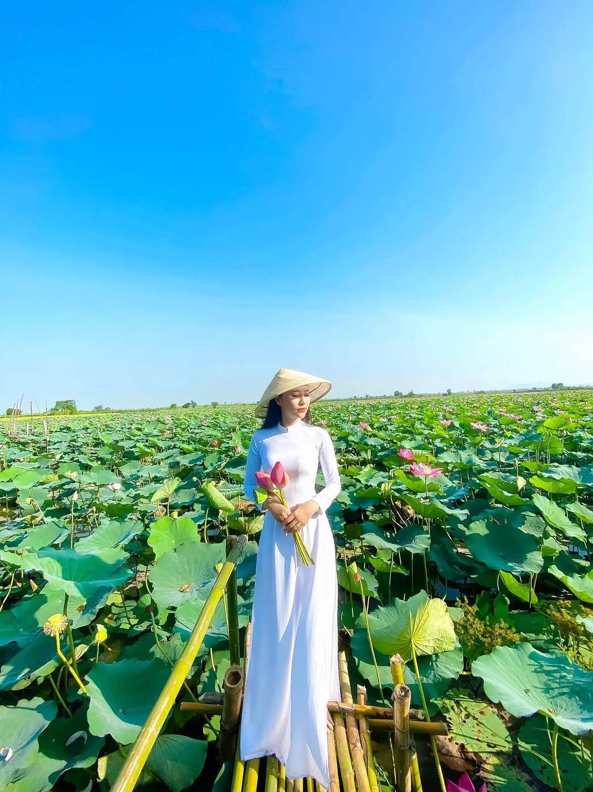 Cánh đồng sen Phú Thiện và vẻ đẹp ngây ngất lòng người