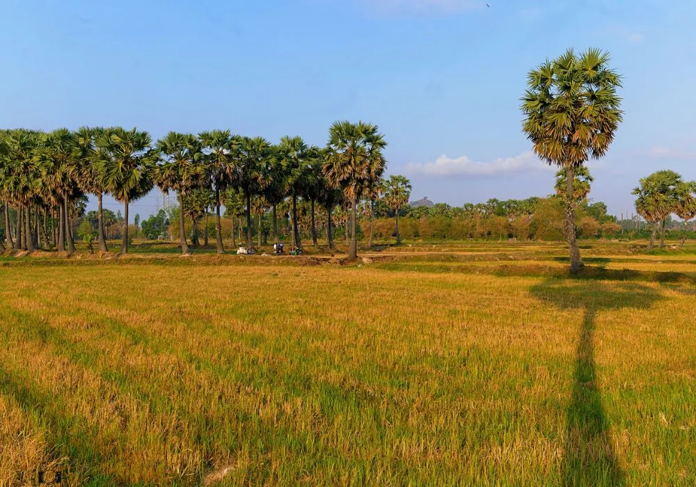 Cánh đồng thốt nốt An Giang qua loạt ảnh cực ấn tượng