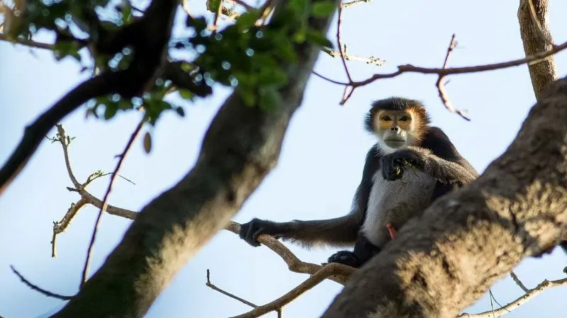 Cao nguyên Mondulkiri với vẻ đẹp hoang sơ của chốn đại ngàn