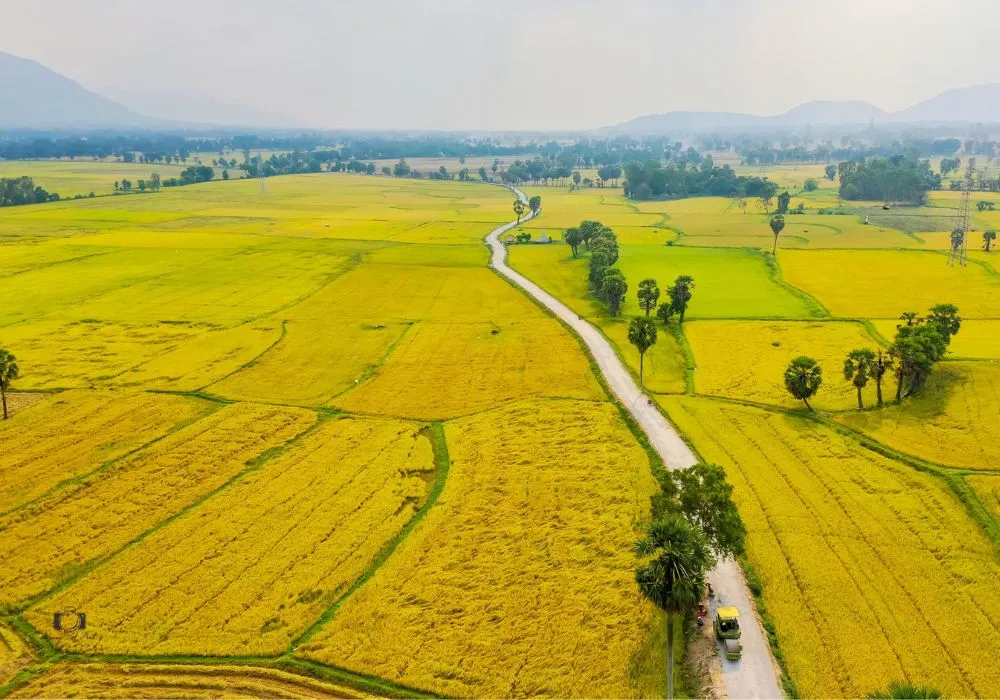 Chiêm ngưỡng mùa vàng An Giang cực thơ mộng, quyến rũ