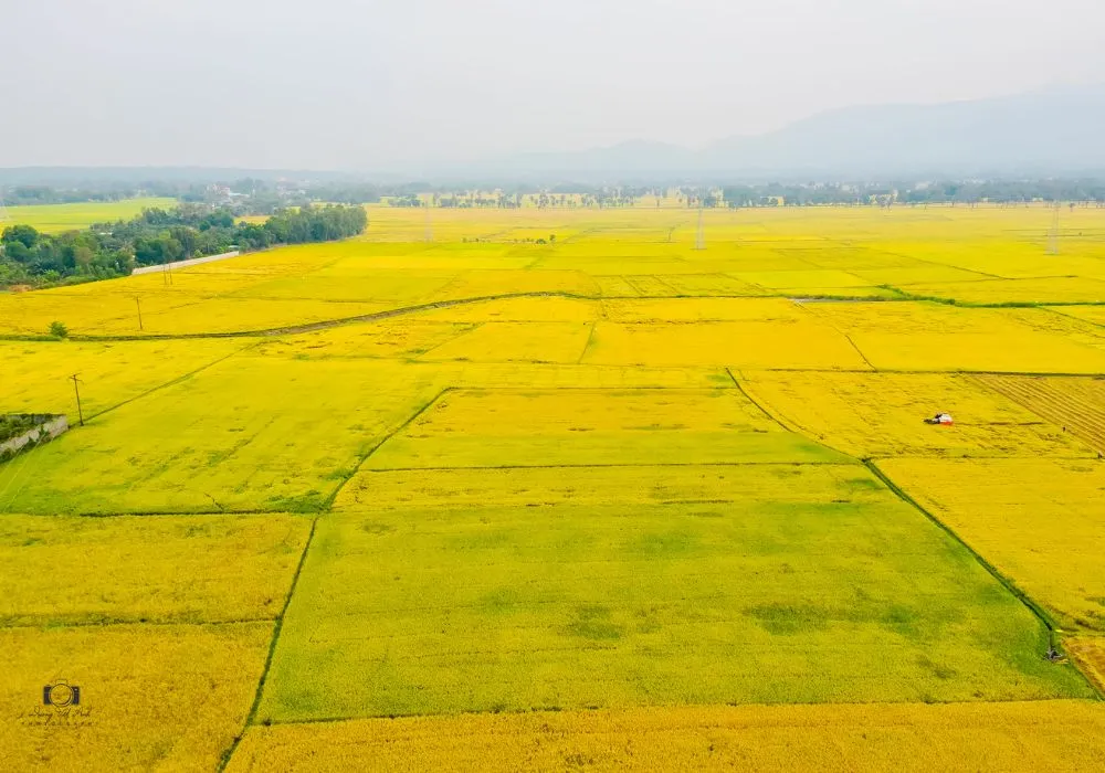 Chiêm ngưỡng mùa vàng An Giang cực thơ mộng, quyến rũ