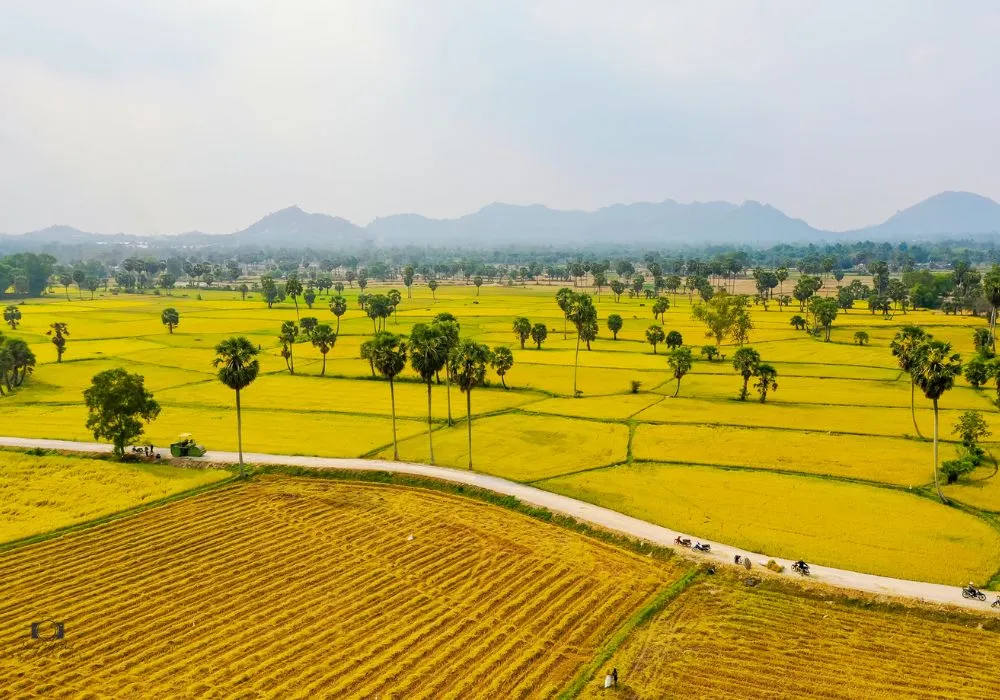 Chiêm ngưỡng mùa vàng An Giang cực thơ mộng, quyến rũ