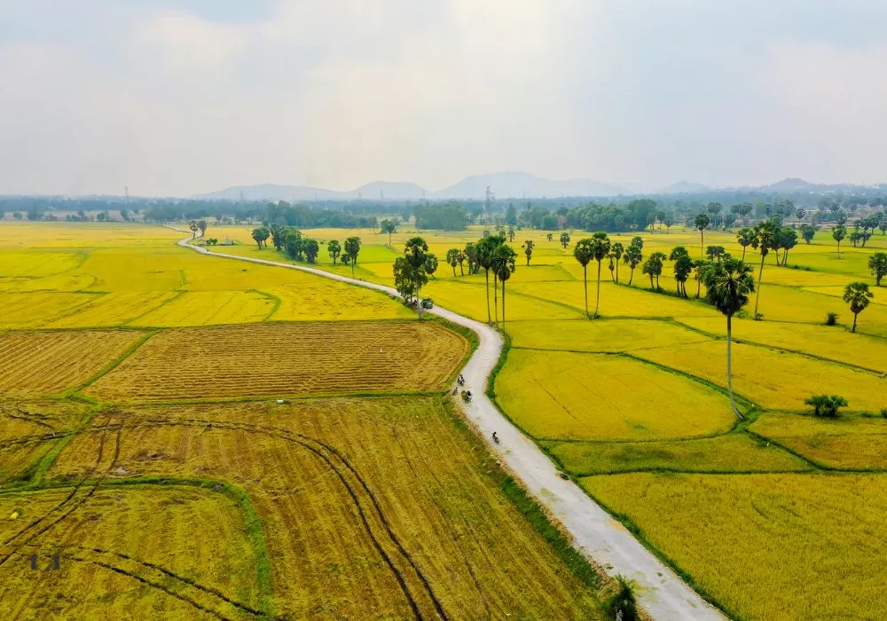 Chiêm ngưỡng mùa vàng An Giang cực thơ mộng, quyến rũ