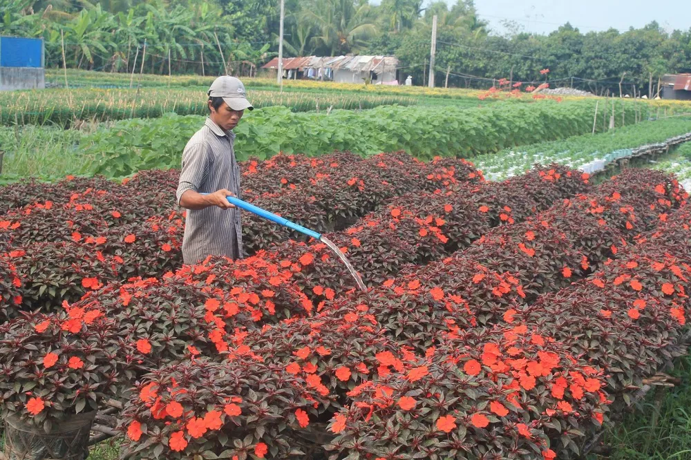 Cùng MIA.vn khám phá Làng hoa Bà Bộ Cần Thơ vô cùng độc đáo