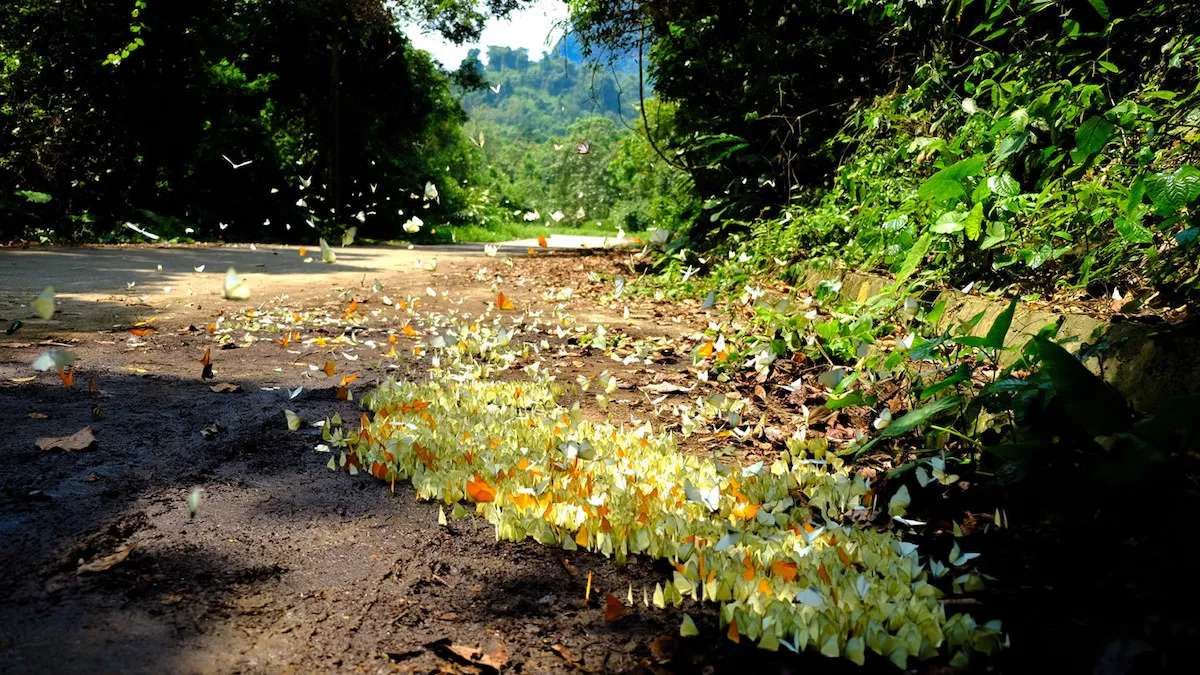 Cùng MIA.vn mở ra 7 địa điểm khám phá Ninh Bình buổi sáng