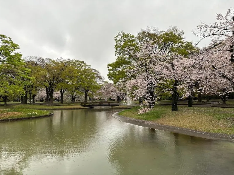 Dạo bước quanh ngôi đền Meiji Jingu đầy linh thiêng của Nhật Bản