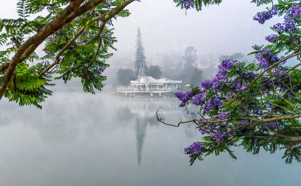 Đến Đà Lạt thì nhớ đến vào mùa hoa phượng tím Đà Lạt nhé bạn ơi