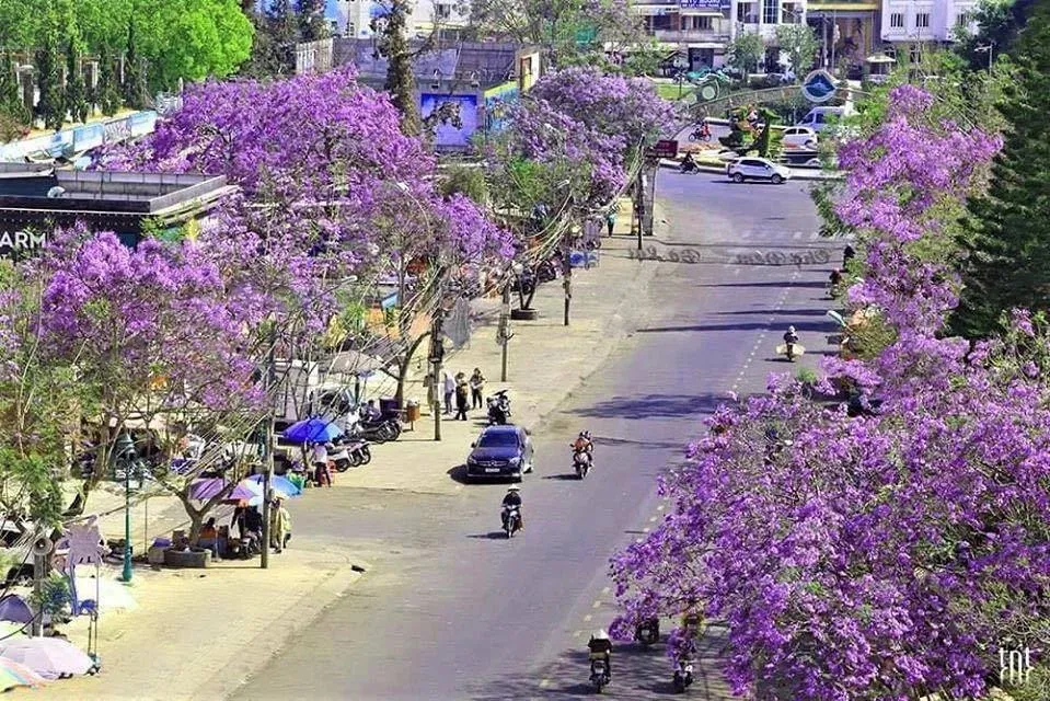 Đến Đà Lạt vào tháng Ba check-in thả ga với nhiều điều lý thú