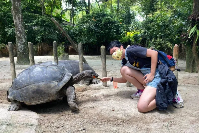 Đến Singapore Zoo thăm hai bạn ‘quốc bảo’ gấu trúc đáng yêu