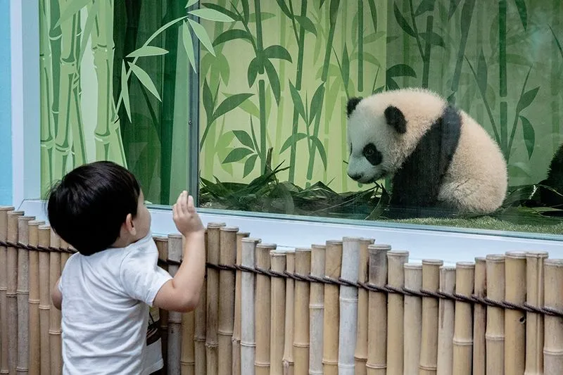 Đến Singapore Zoo thăm hai bạn ‘quốc bảo’ gấu trúc đáng yêu