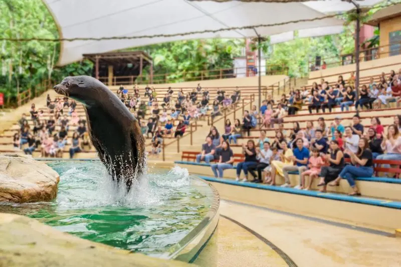 Đến Singapore Zoo thăm hai bạn ‘quốc bảo’ gấu trúc đáng yêu