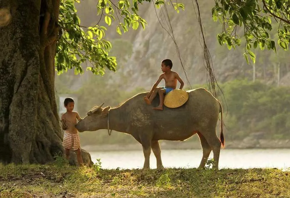 Độc đáo lễ hội rước Mục Đồng Đà Nẵng dành riêng cho trẻ em chăn trâu nơi cồn cỏ