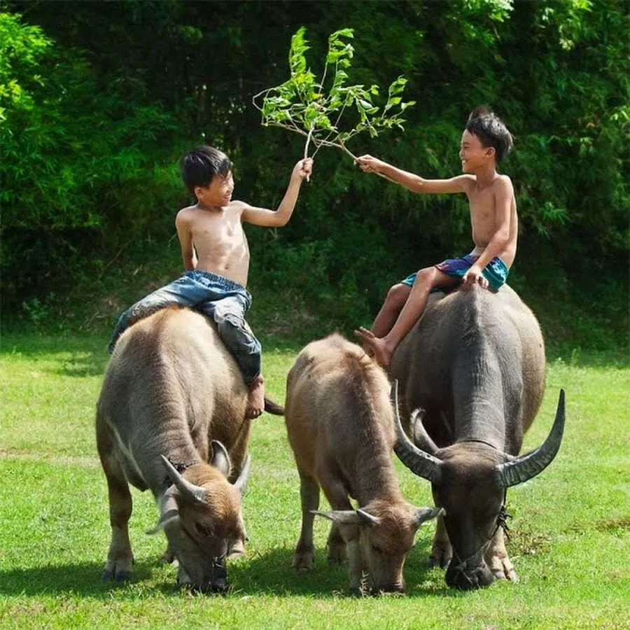 Độc đáo lễ hội rước Mục Đồng Đà Nẵng dành riêng cho trẻ em chăn trâu nơi cồn cỏ