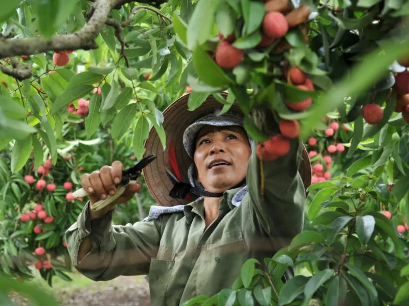 Du hí hồ Cấm Sơn, vịnh Hạ Long thu nhỏ của núi rừng Bắc Giang