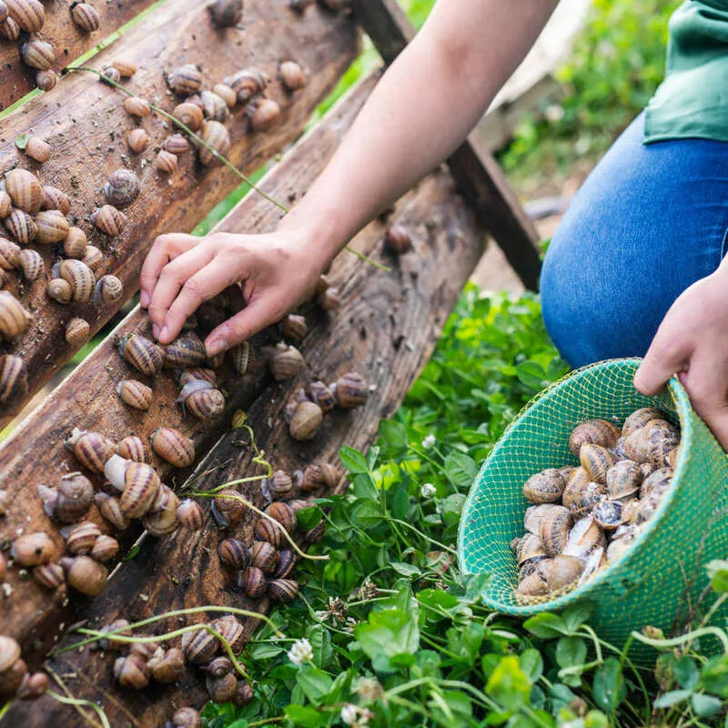 Escargot, món ốc sên tinh hoa của ẩm thực Pháp cổ điển