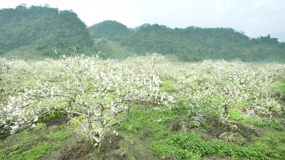 Gợi ý lịch trình Mộc Châu mùa mận chín thú vị nhất dành cho bạn