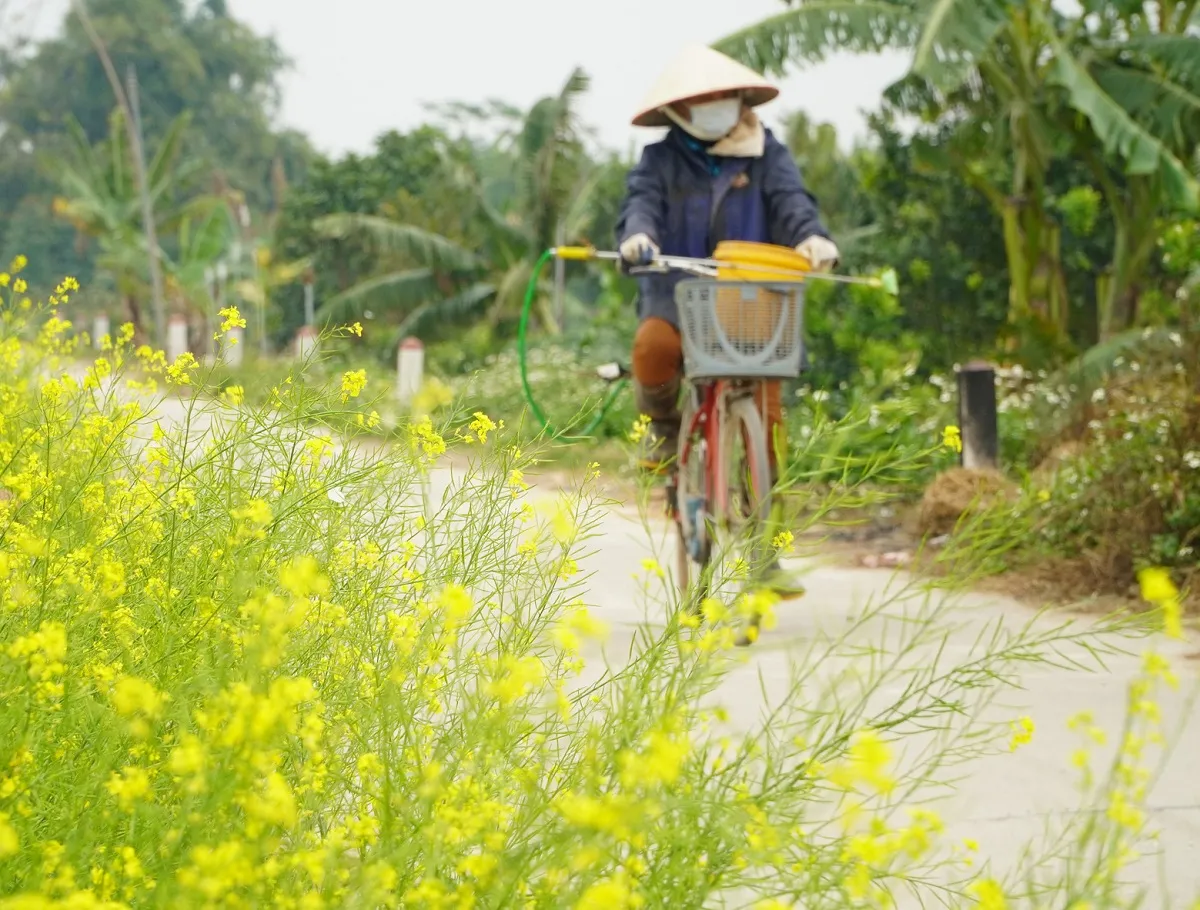 Hoa cải vàng Mộc Châu – Sắc vàng rực rỡ trên cao nguyên