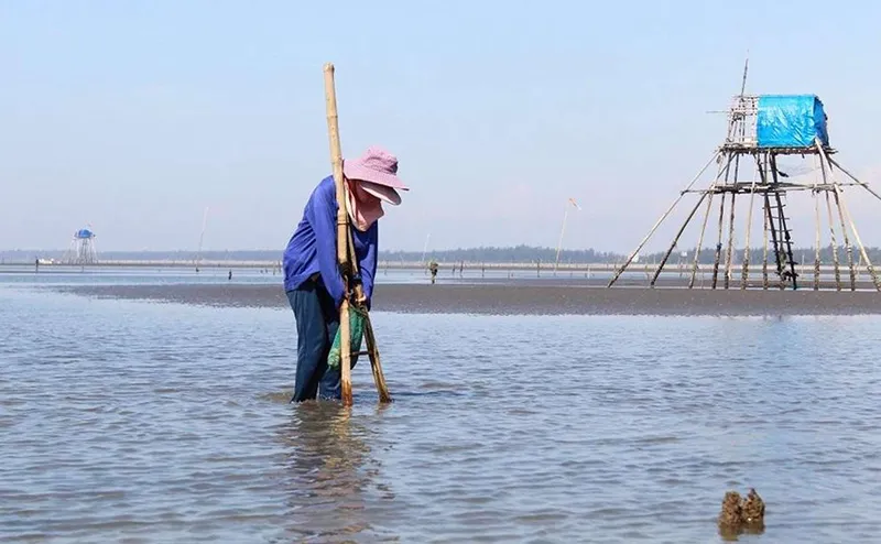 Khám phá Cồn Vành, thiên đường biển đẹp nhất Thái Bình