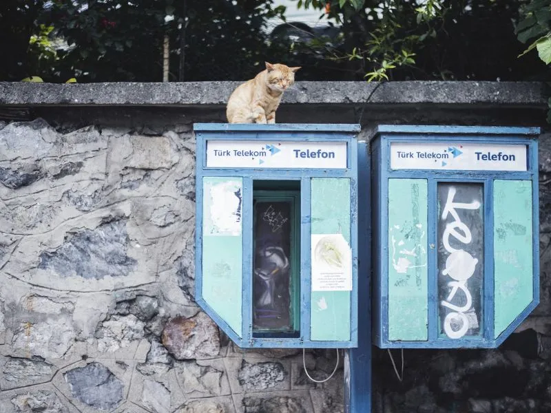 Khám phá Istanbul, vương quốc của những chú mèo