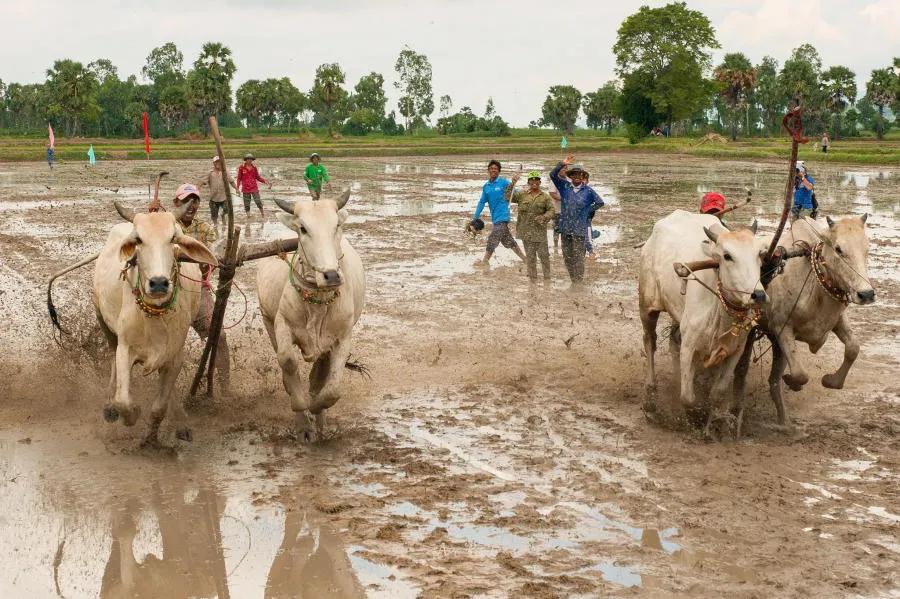 Khám phá Lễ hội đua bò An Giang truyền thống vô cùng đặc sắc