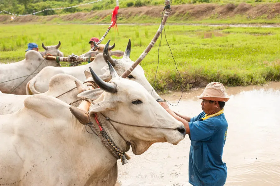 Khám phá Lễ hội đua bò An Giang truyền thống vô cùng đặc sắc