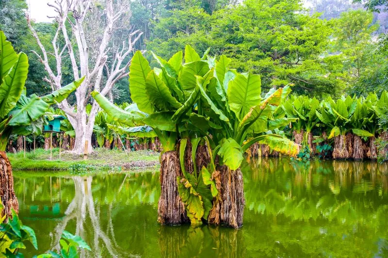 Khám phá Madagascar, lục địa thứ 8 với thảm thực vật trù phú