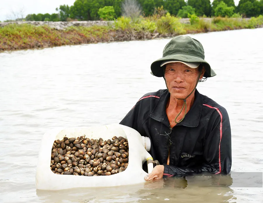 Khám phá nghề sạc sò ở Cà Mau với những nét độc đáo khác biệt