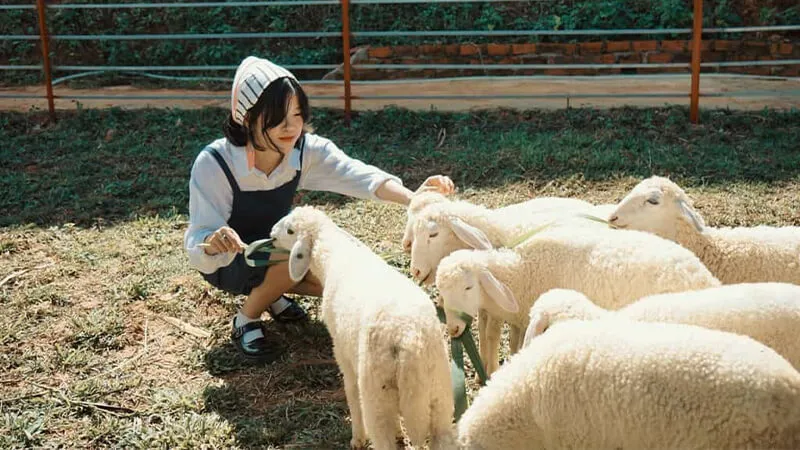 Khám phá Nông trại cừu Frenzy Farm, thế giới động vật đáng yêu