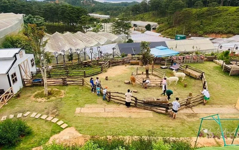 Khám phá Nông trại cừu Frenzy Farm, thế giới động vật đáng yêu