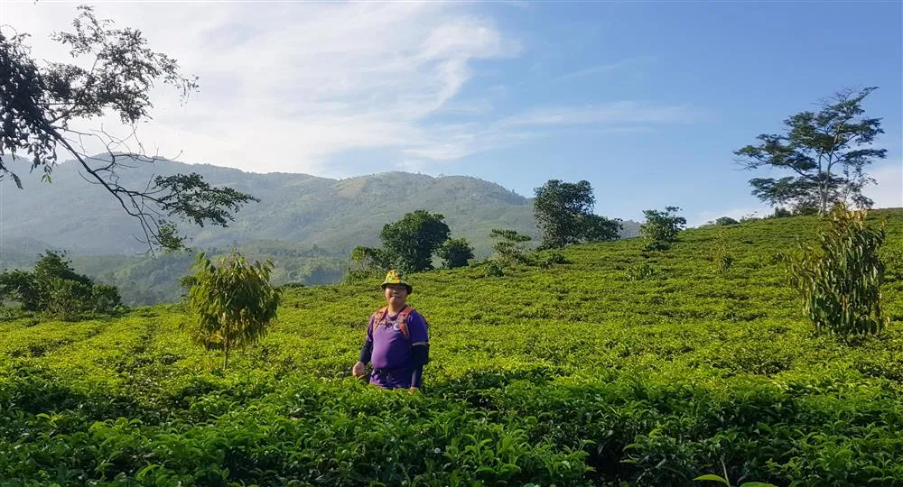 Khám phá Núi Đại Bình Bảo Lộc mang vẻ đẹp thuần tự nhiên đầy thơ mộng