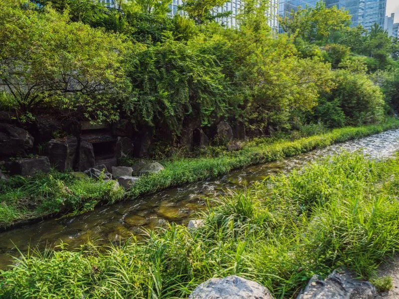 Khám phá suối Cheonggyecheon, ốc đảo xanh mát giữa lòng Seoul