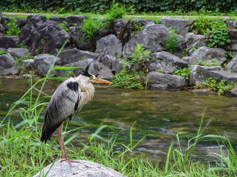 Khám phá suối Cheonggyecheon, ốc đảo xanh mát giữa lòng Seoul