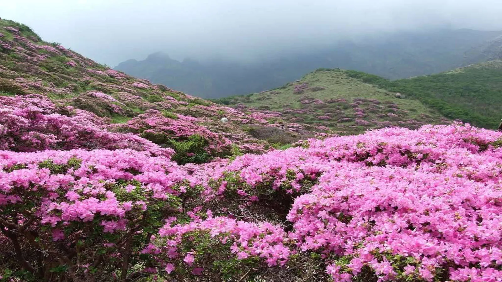 Kinh nghiệm du lịch Hà Giang tự túc, khám phá thiên đường nơi địa đầu Tổ quốc